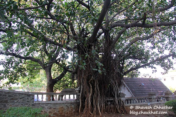A banyan tree in the premises of St. Mary’s Church, Pune