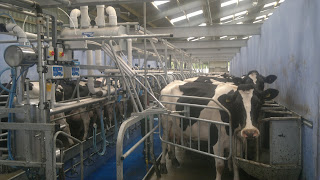 New milking parlour with happy cows