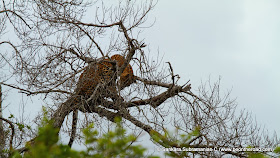 Leopard perched on a leafless tree at Yala National Park