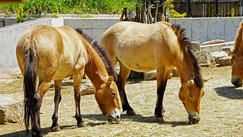 多摩動物公園 馬 写真