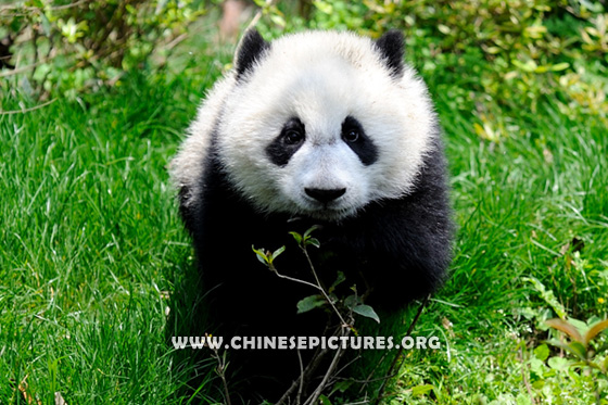 Chinese Panda Photo 8