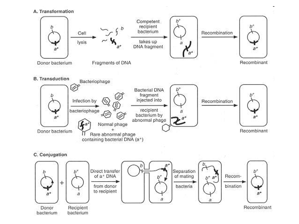 Бактерия донор. Bacteria Transformation. Bacterias sexual reproduction Conjugation Transformation transduction. Transformation of bacteria giff.