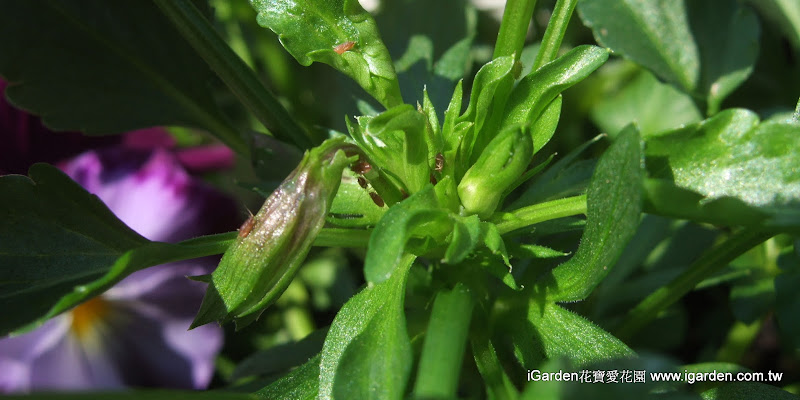 簡單種花：蟲蟲危機 蚜蟲篇 | iGarden花寶愛花園