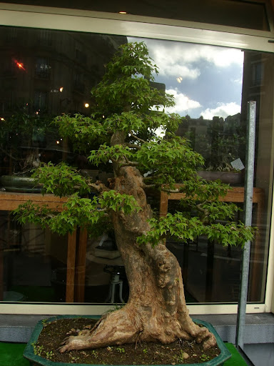 ... e por falar em Paris bonsai... P9230068
