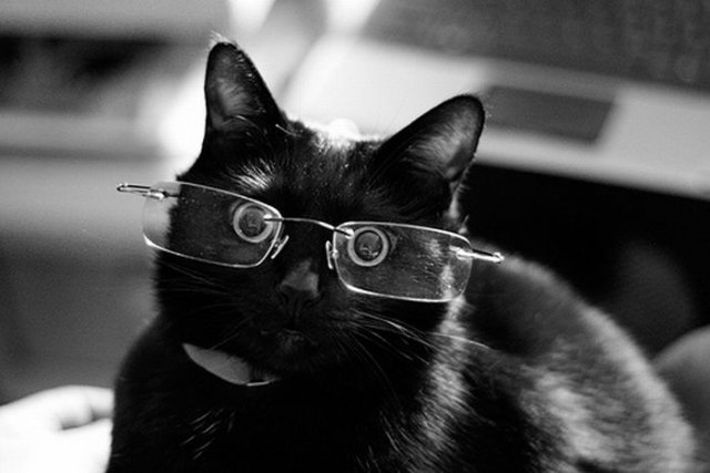 Amazing+Funny+Cats+Wearing+Glasses+%25288%2529.jpg