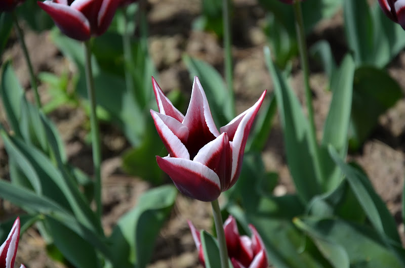 Майский Париж. Диснейленд. 2013 (Много фото!)