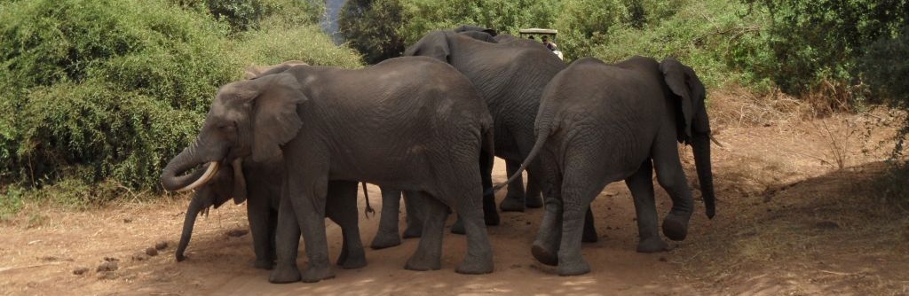 Manyara'da yol kesen filler