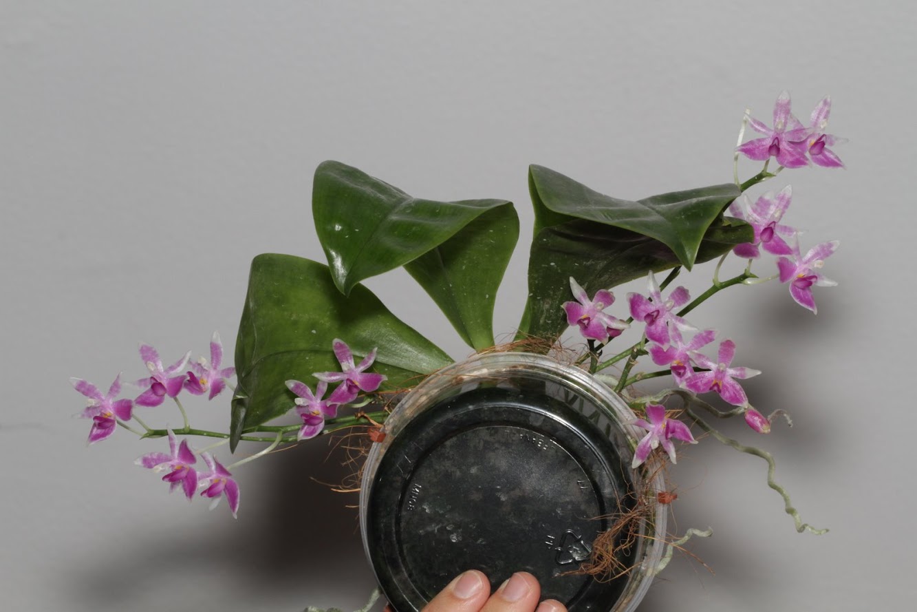 Phalaenopsis modesta IMG_3150