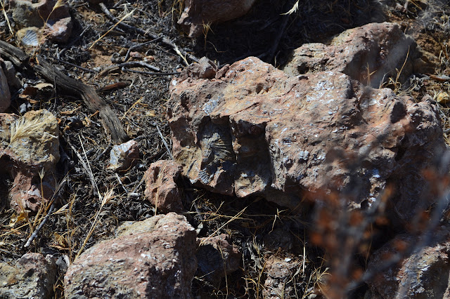 numerous shells in the rocks