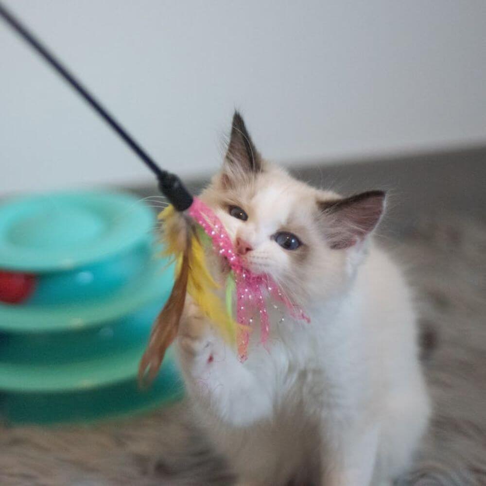 Best Cat Toys