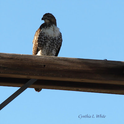 Red-tailed Hawk