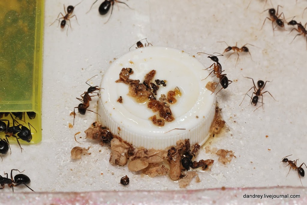 Мелкие муравьи в доме как избавиться. Муравьи в квартире. Муравьиное гнездо в квартире. Гнездо домашних муравьев. Домашние муравьи в квартире.