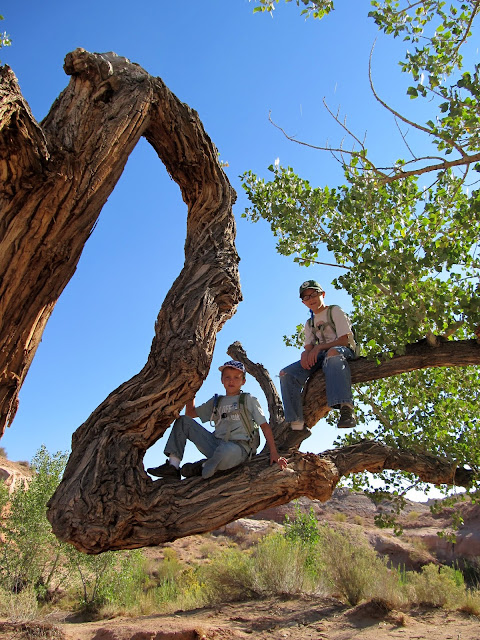 In the cool cottonwood at the trailhead