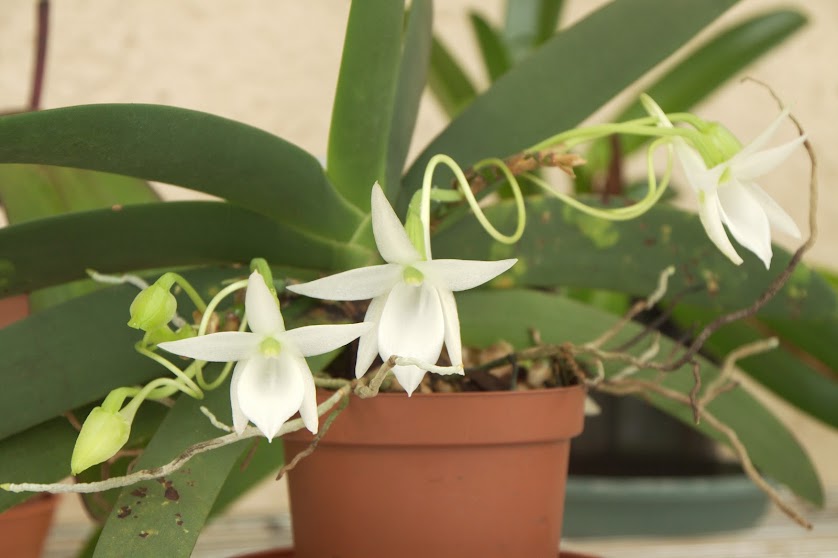 Angraecum leonis IMG_3707