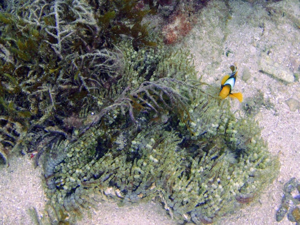 Heteractis aurora