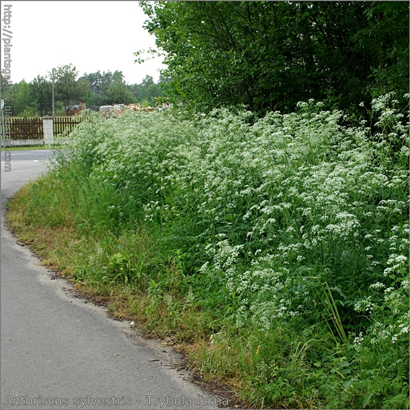 Anthriscus sylvestris - Trybula leśna przykładowe środowisko występowania