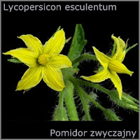 Lycopersicon esculentum - Pomidor zwyczajny