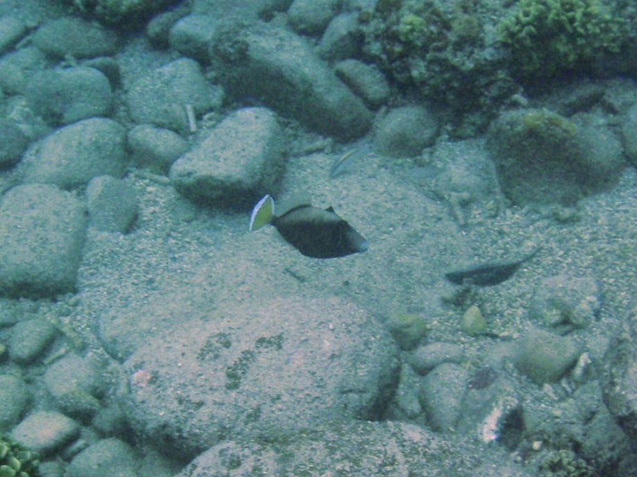Sufflamen chrysopterus (Flagtail Triggerfish), Naigani Island, Fiji.