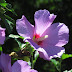 Today's Flowers:  Rose of Sharon