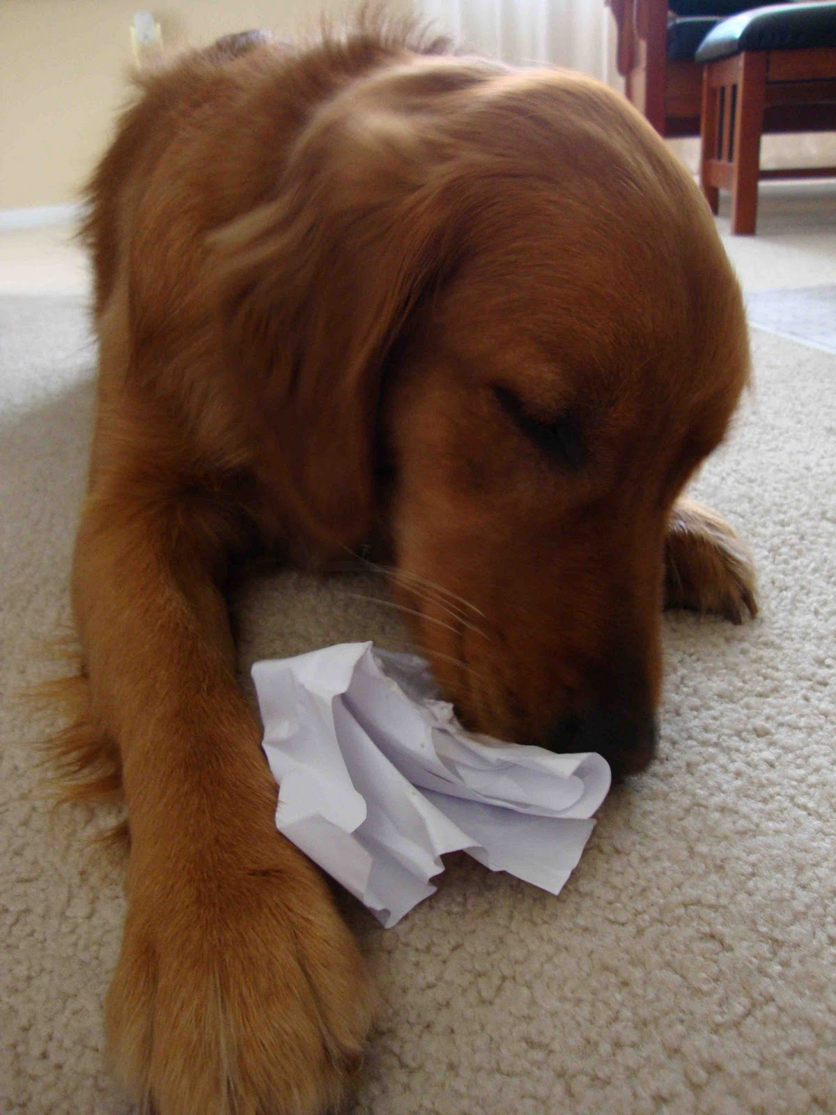 dog eating homework clipart - photo #48