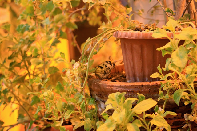 Дом бабочек и чуть-чуть ВВЦ. Москва. октябрь 2011