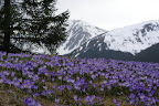 Konkurs fotogaficzny „Wiosna w Beskidach”