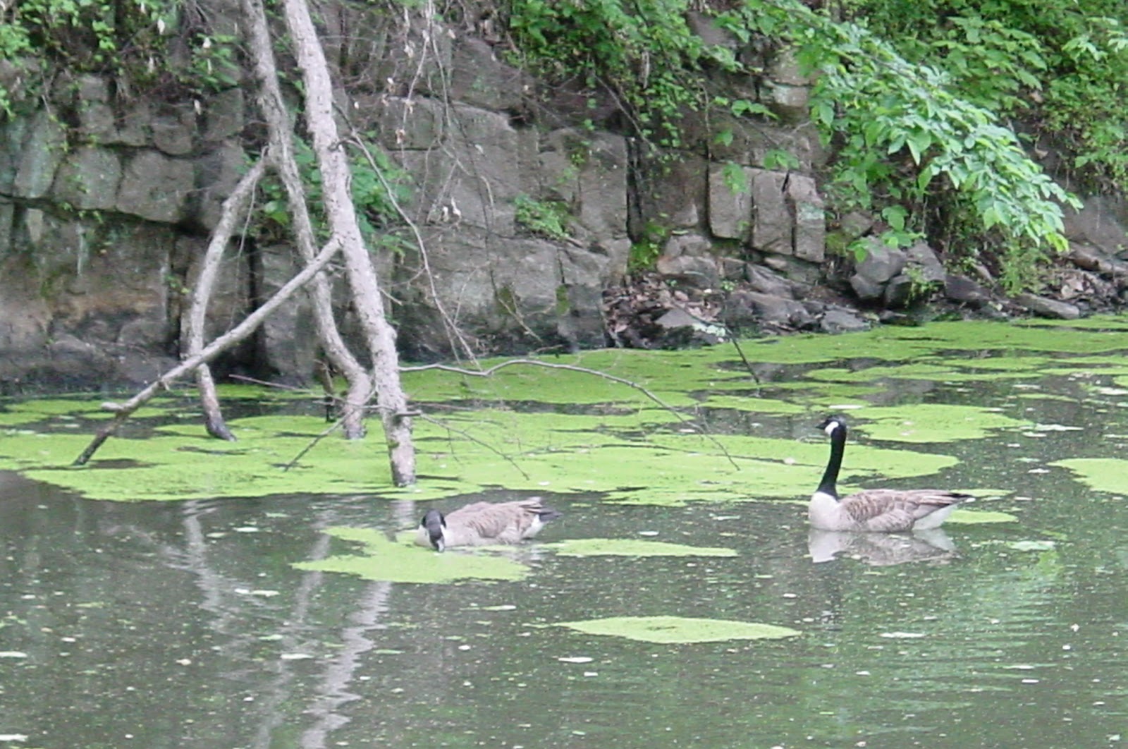 Geese swim in the placid green water of the Canal