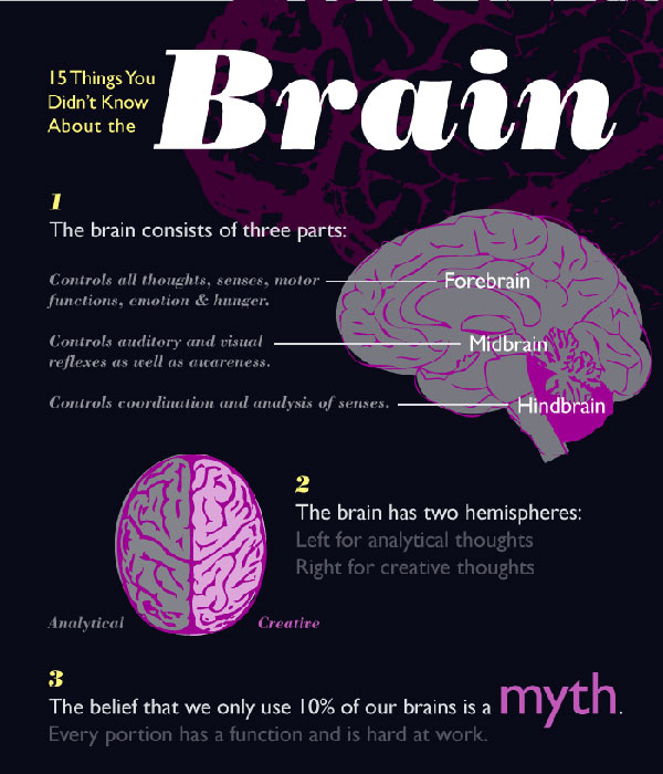 Fakta Tentang Otak Manusia BRAINS_01
