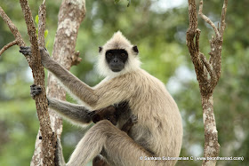 Sri Lankan Grey Langaur - A mother and her baby