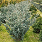 Juniperus squamata meyeri