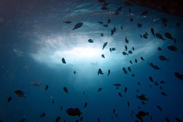 NORTHLAND (II): BUCEO EN POOR KNIGHTS ISLANDS - NUEVA ZELANDA: NAVIDADES EN LAS ANTÍPODAS (4)