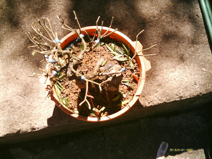 Ficus Nerifolia Reforma... IMAG0239