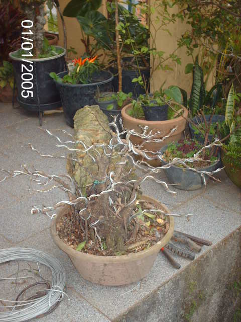 Ficus Microcarpa Começando... PICT1010
