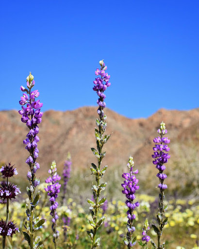 National Park «Joshua Tree National Park», reviews and photos