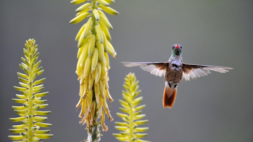 Amazilia Hummingbird Feeding on an Agave Flower, Peru.jpg
