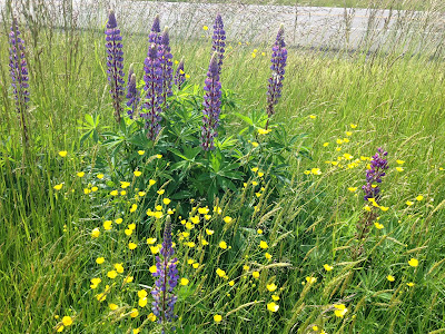 Lupines and buttercups are blooming in Federal Way, Washington, May 26, 2014.