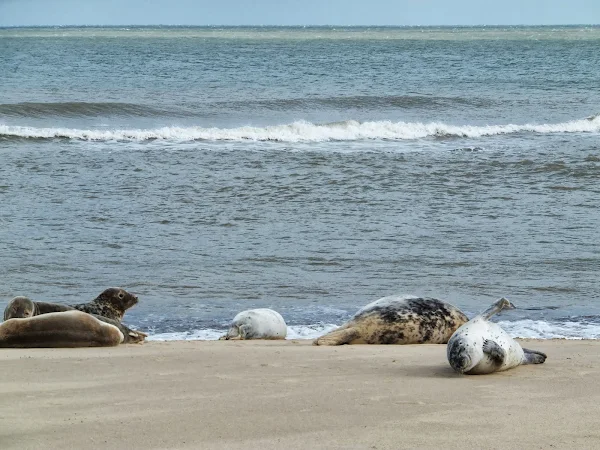 Posing seals at Horsey Gap