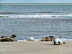 Posing seals at Horsey Gap