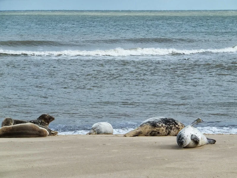 Posing seals at Horsey Gap