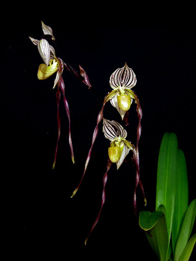 Paphiopedilum philippinense - Paphiopedilum roebelinii - Paphiopedilum laevitaum - Paphiopedilum palaw(an)ense DSCN0020