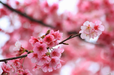 櫻花