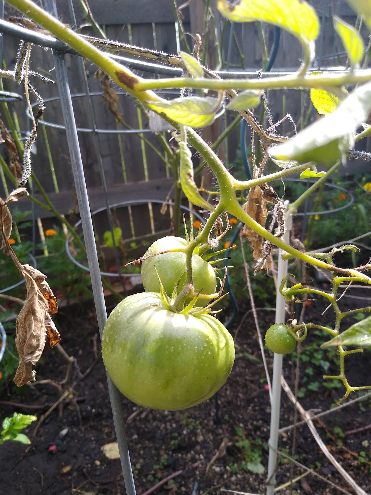 growing brandywine tomatoes from seed picture