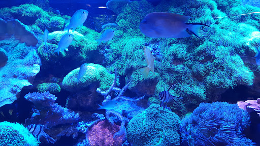 Pet Store «Total Aquariums», reviews and photos, 325 Sunrise Hwy, Lynbrook, NY 11563, USA