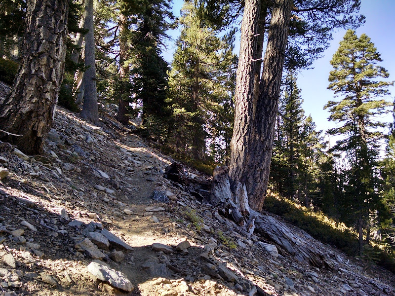 Mount San Gorgonio • Vivian Creek Trail