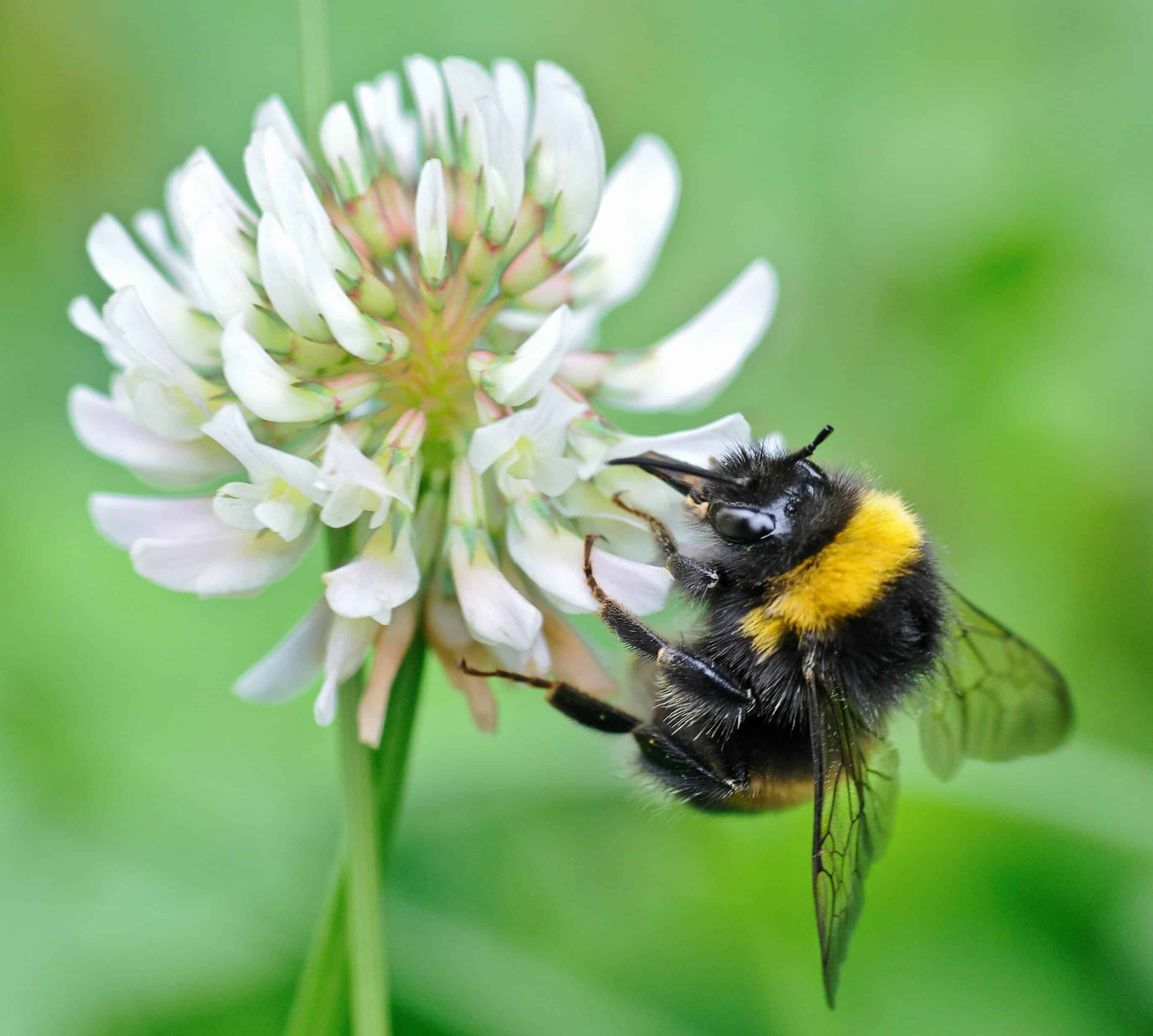 A bumblebee perched on a clover flower