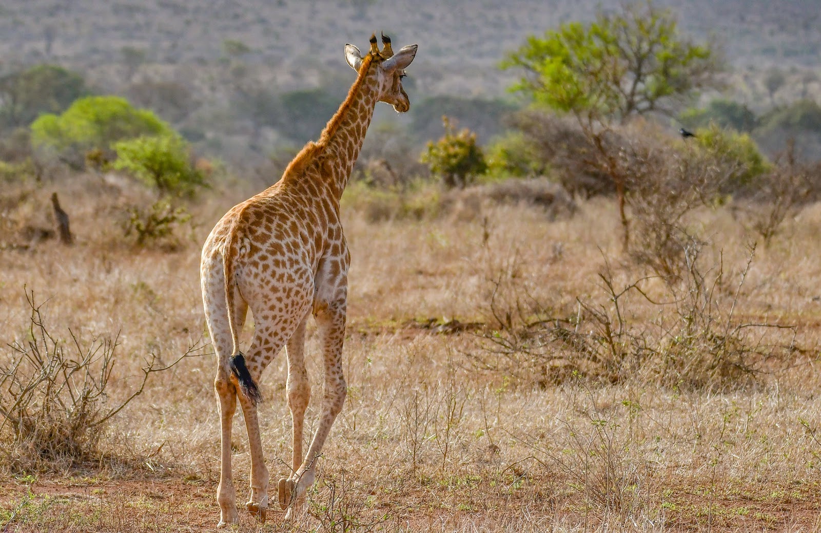 Giraffe im Tarangire Nationalpark unter den Top 10 Safari Parks in Afrika