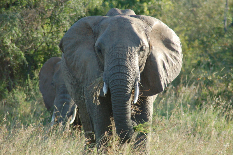 El zoo más grande del mundo - Kenya (2009) - Blogs de Kenia - Maasai Mara (27-29 de junio de 2009) (20)
