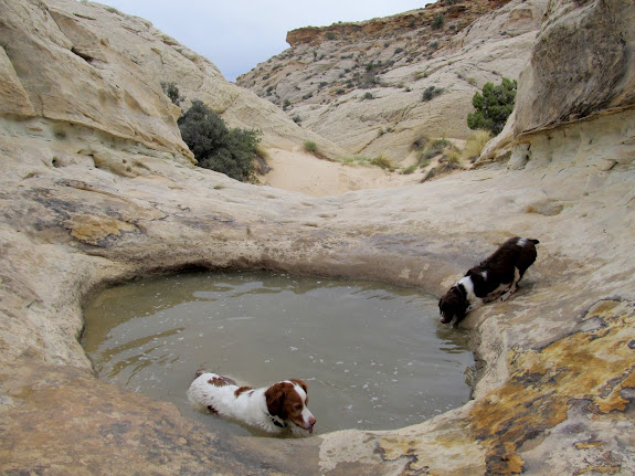 Torrey and Boulder drinking from a pothole