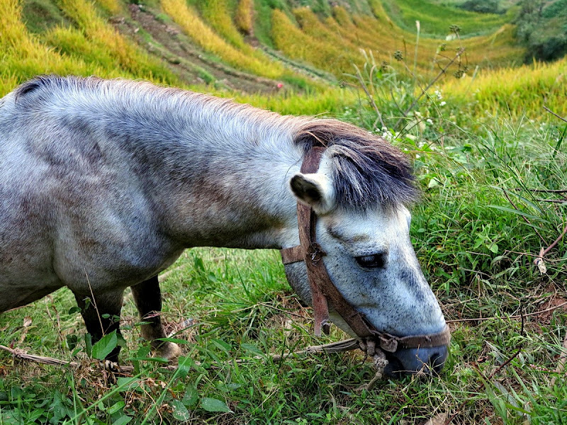 Гуанси. Рисовые террасы Драконьего хребта