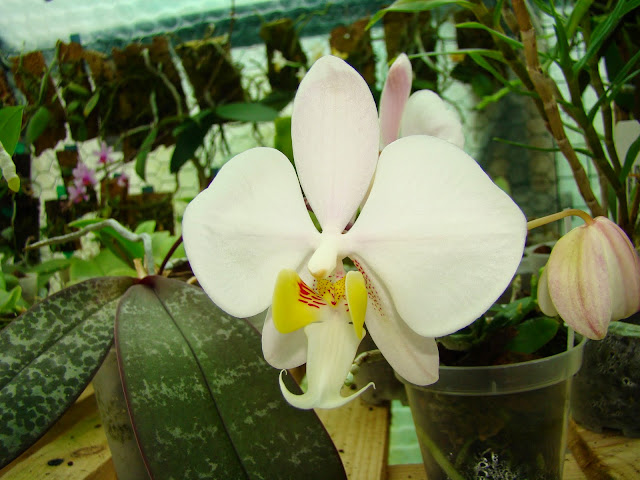 Phalaenopsis philippinensis DSC00937